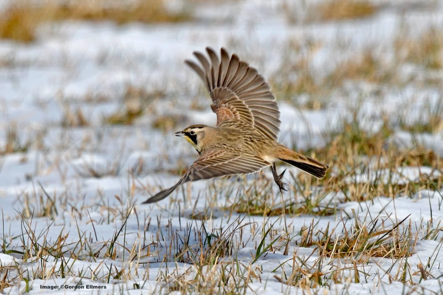 Horned Lark is another Arctic bird who winters in the grasslands. Image: ©Gordon Ellmers 