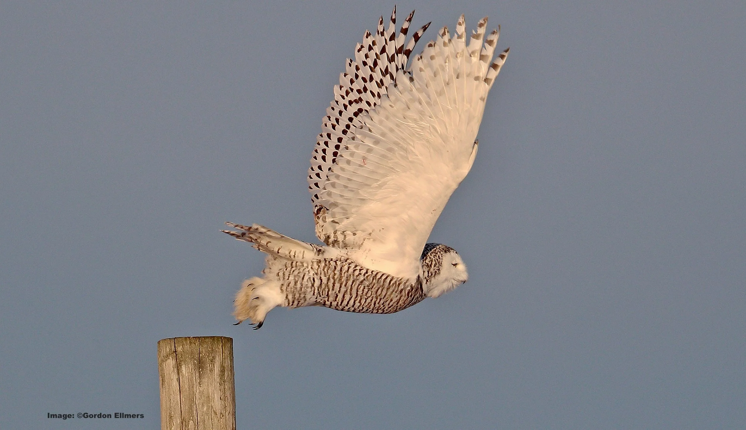 Snowy Owls frequently overwinter in Washington County's grasslands. Image: ©Gordon Ellmers 