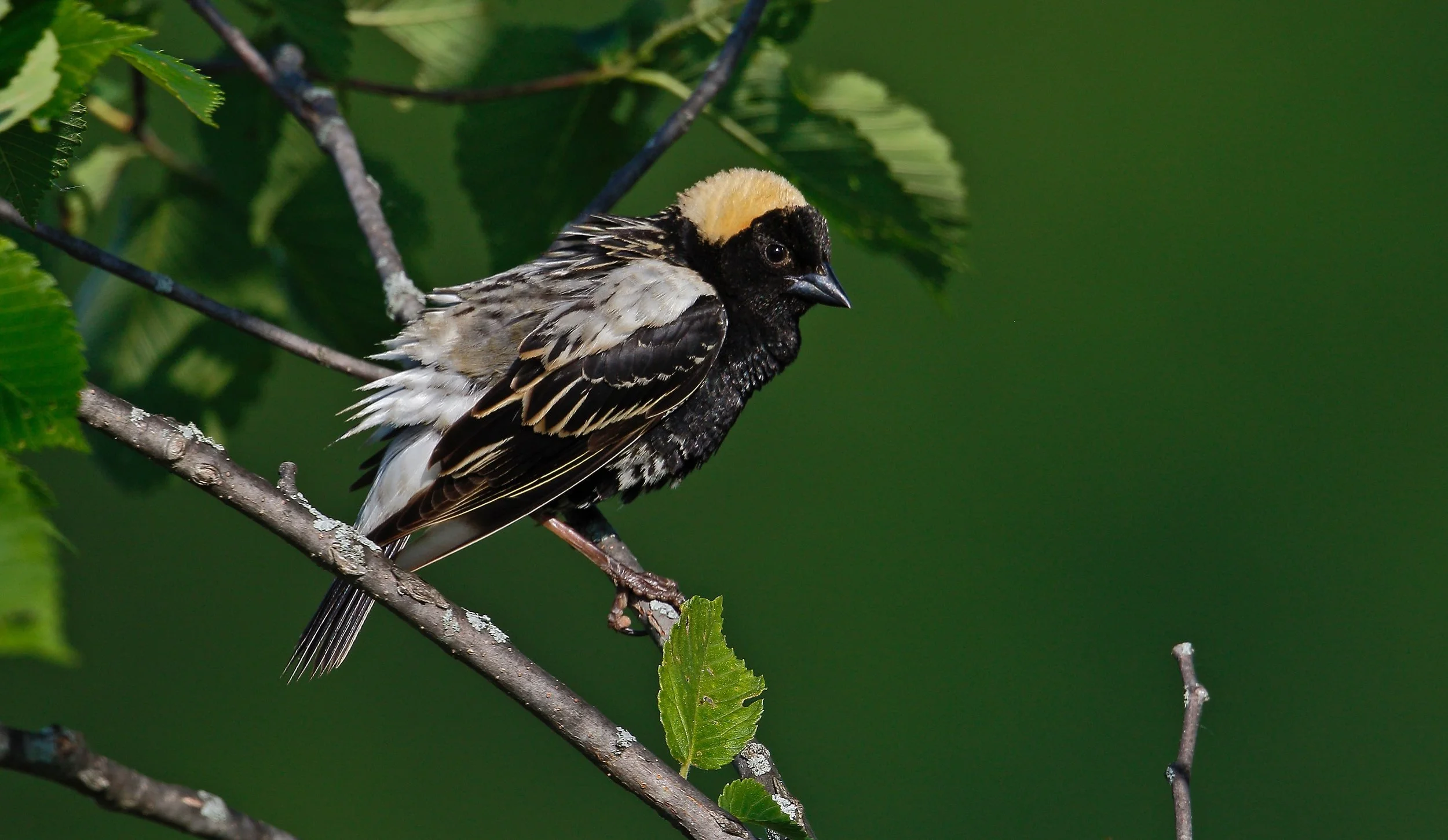 Press Release: The Grassland Bird Trust to Permanently Protect More Grassland Habitat in Washington County 