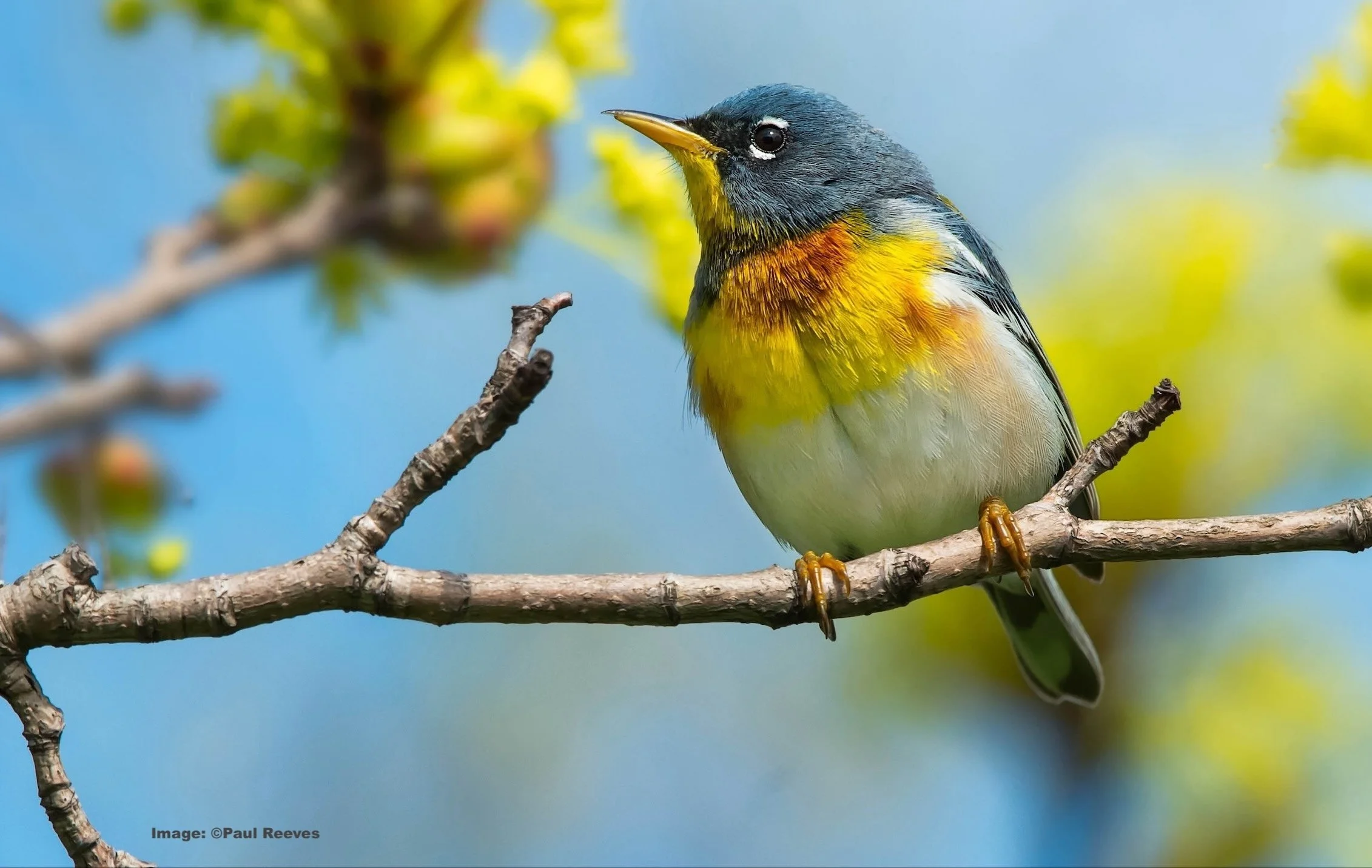 Northern Parula 
