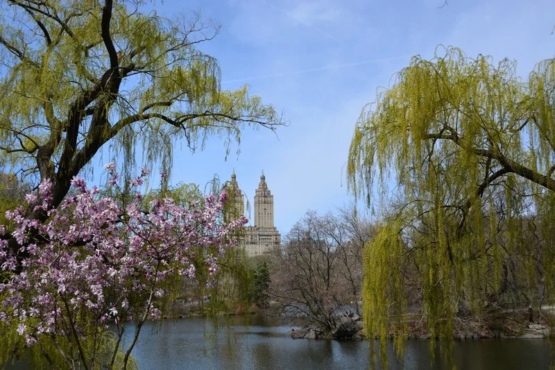 Central Park in Springtime 