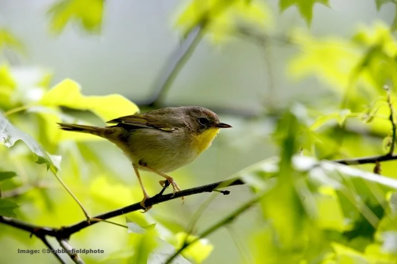 Common Yellowthroat, female 