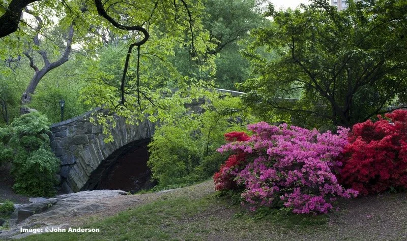 Gapstow Bridge, Central Park 