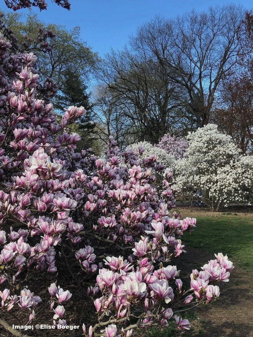 Blooms will abound - but expect rain