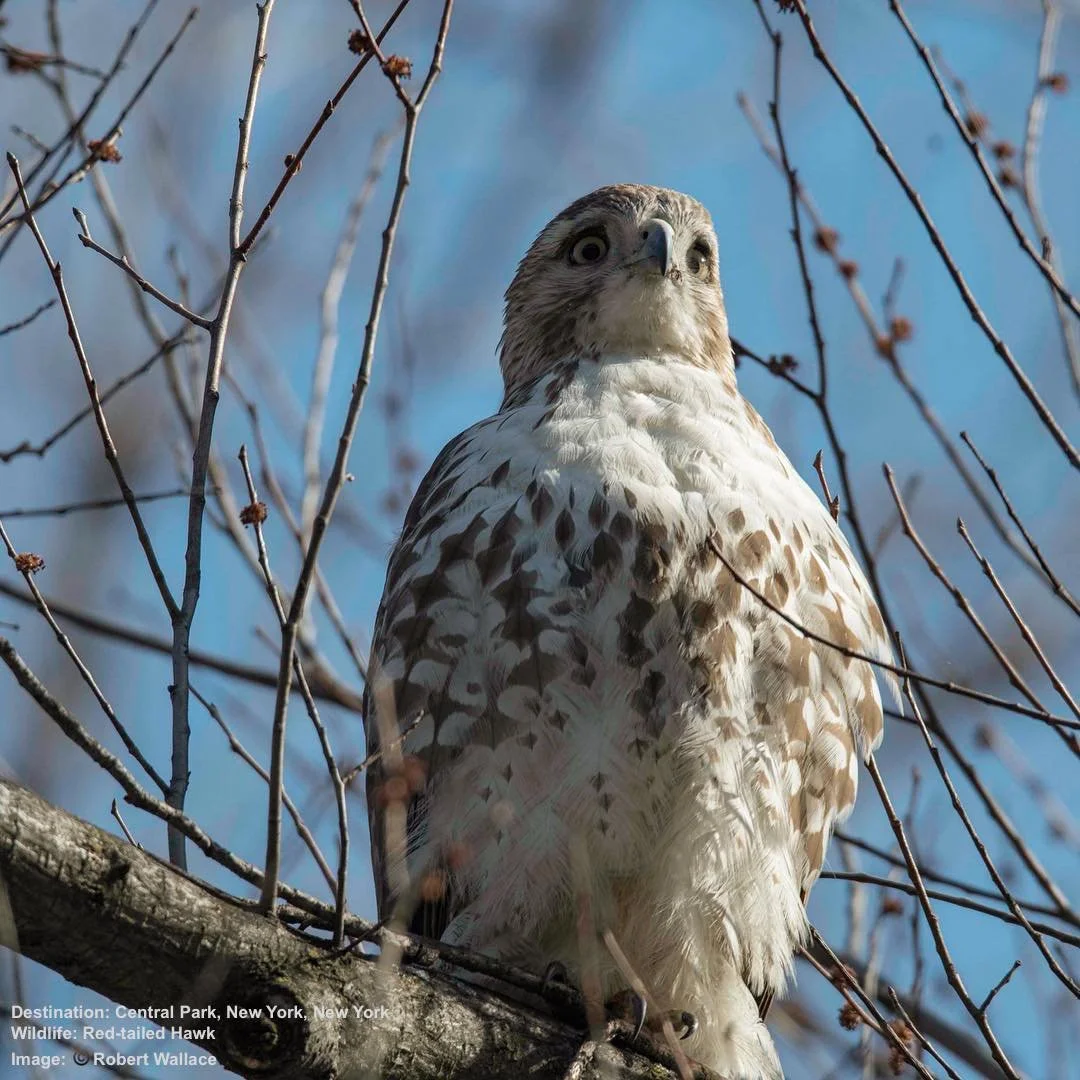 Meet our famous Red-Tails