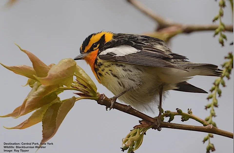 Enquiry: I am Interested in Birding New York City!