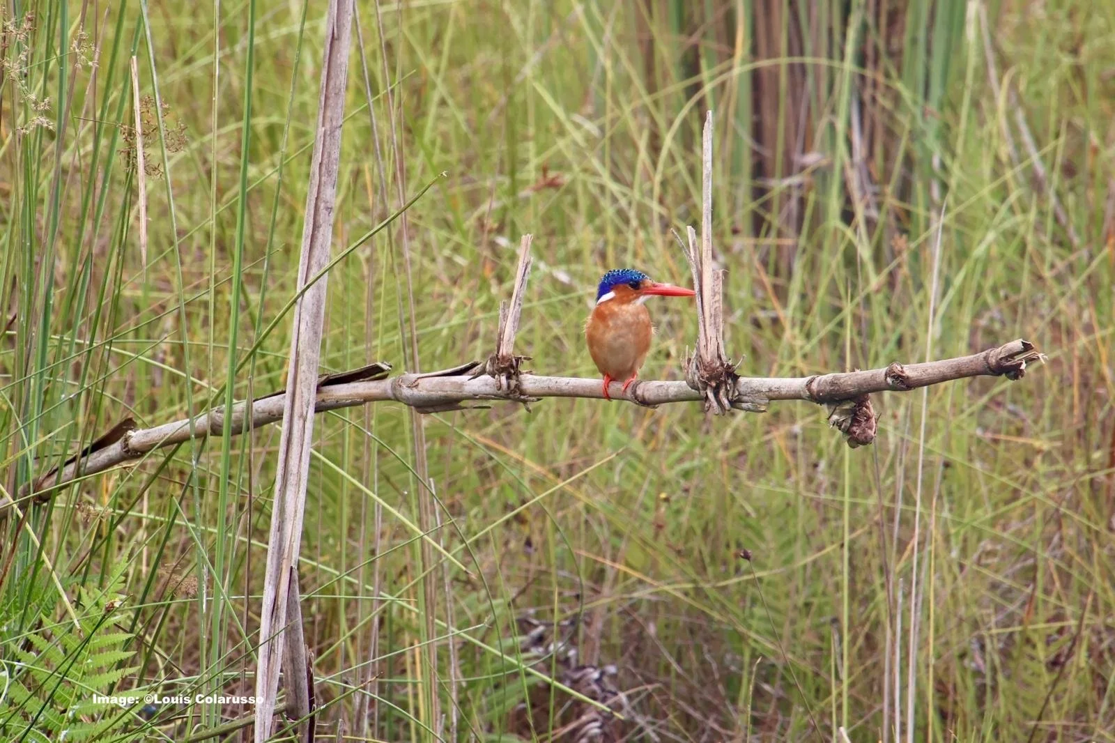 Tiny Malachite Kingfisher