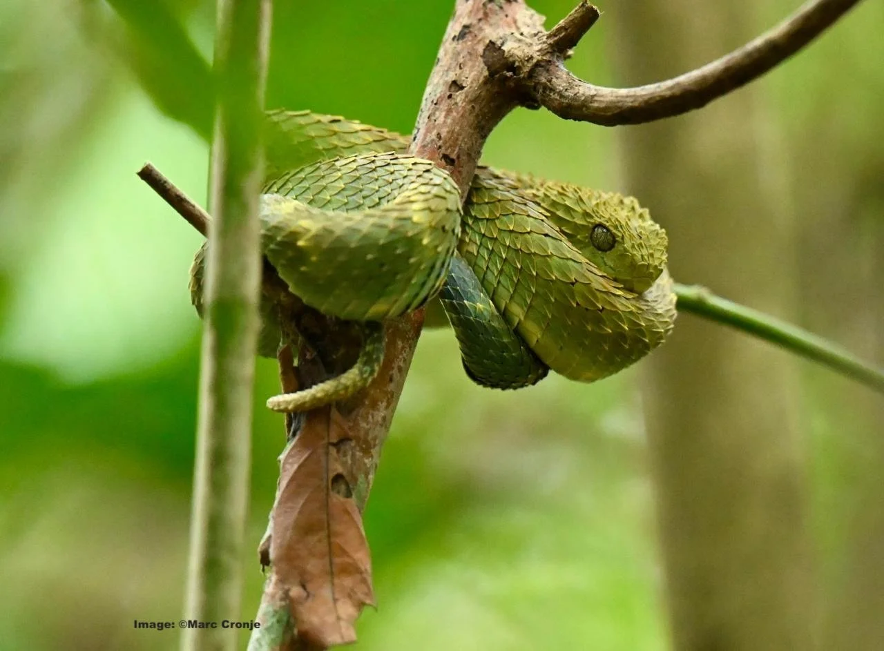 Green Tree Viper, seen at lunch right outside the swamp