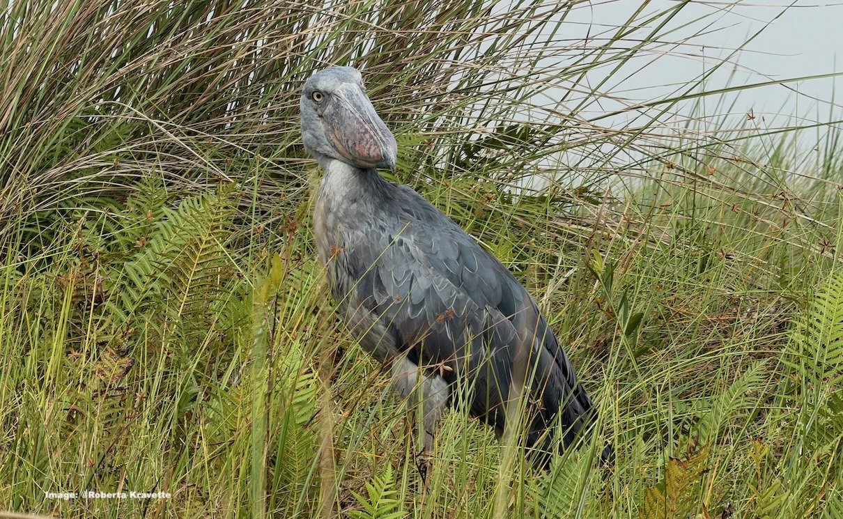 Unbothered, the great bird watched us gawk and snap pictures. 