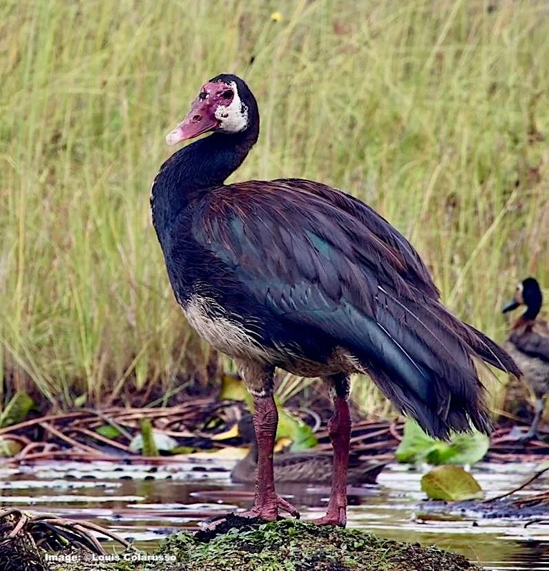 Spur-winged Goose 