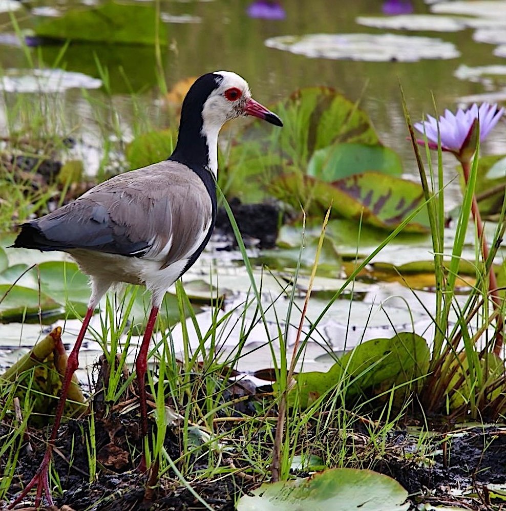 Long-toed Lapwing (at lunch outside the Swamp)