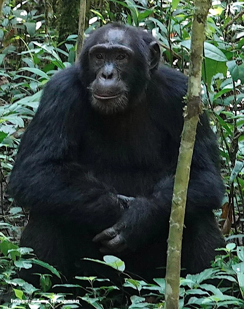 The dominant male at ease. 