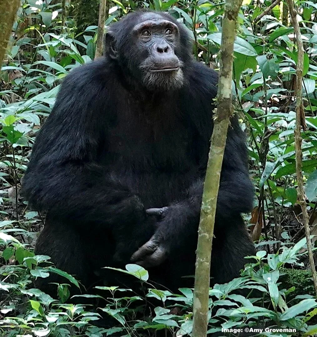 The Dominant Male Chimpanzee