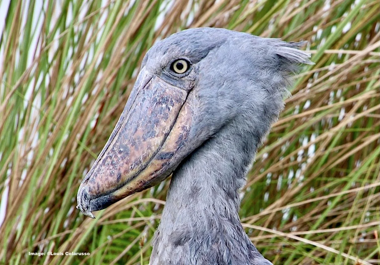 Bucket List, Uganda Part 1: Shoebills,Chimpanzees,and A Hero