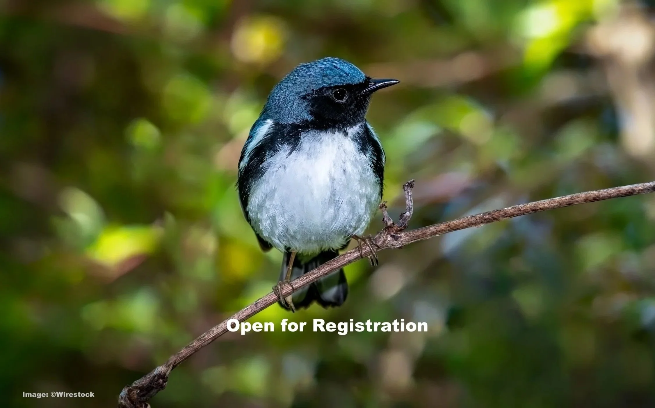 Celebrate the Spring Warbler Migration in New York City!