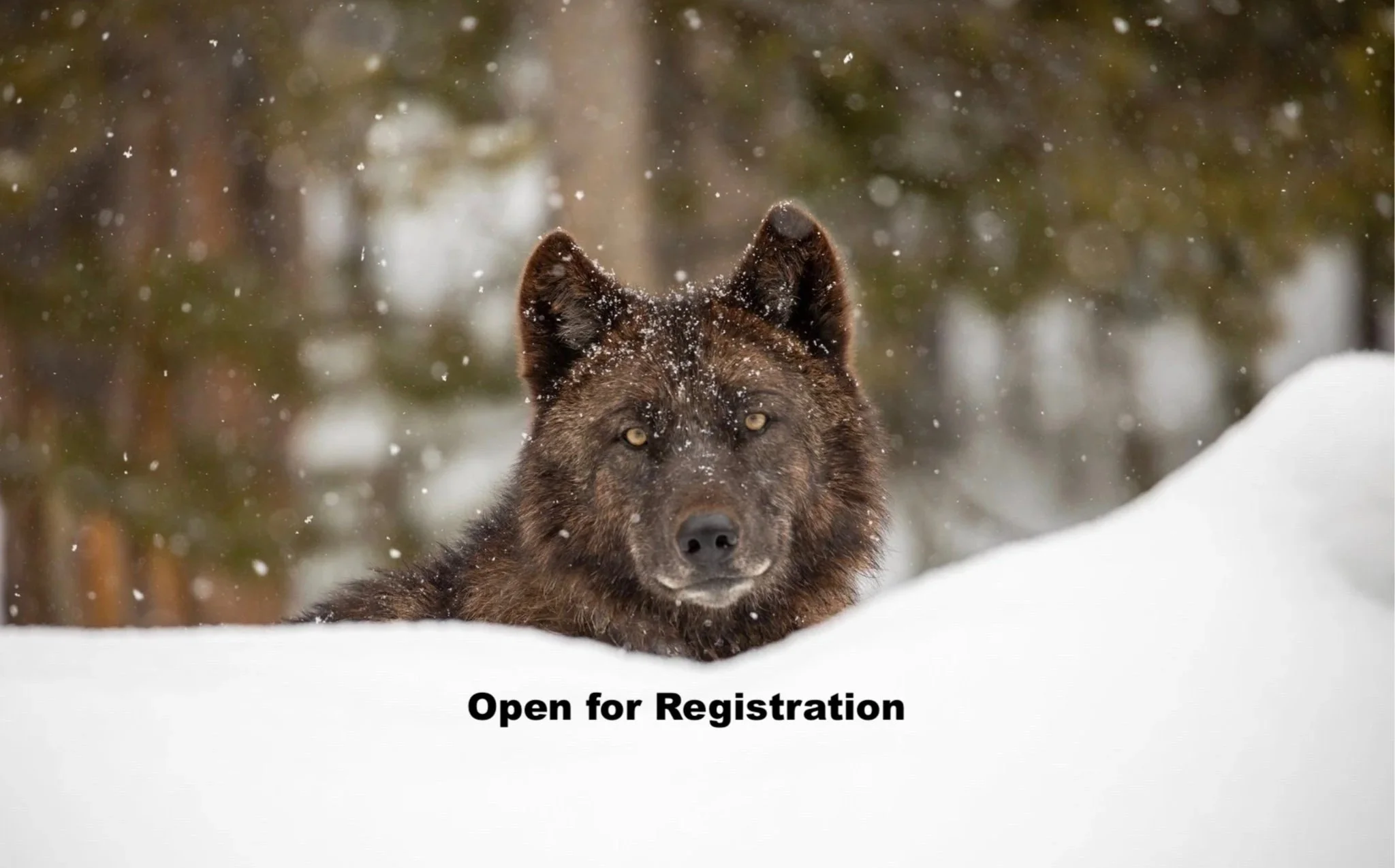 Winter Wolf Watching and Learning in Yellowstone, 2027 Tour 