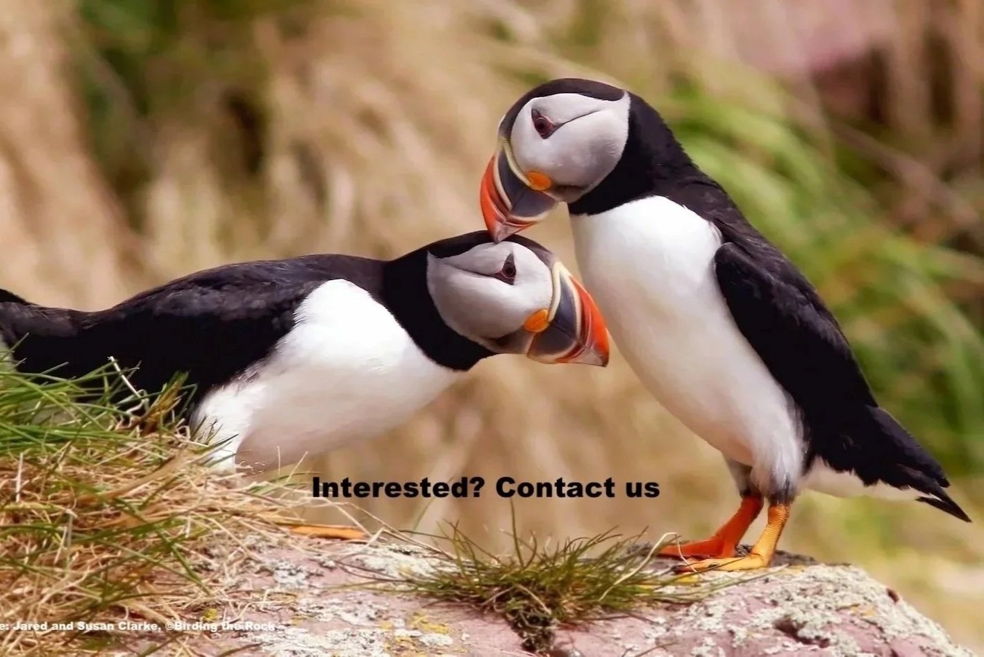 Newfoundland Puffins, Pelagics, and Whales 