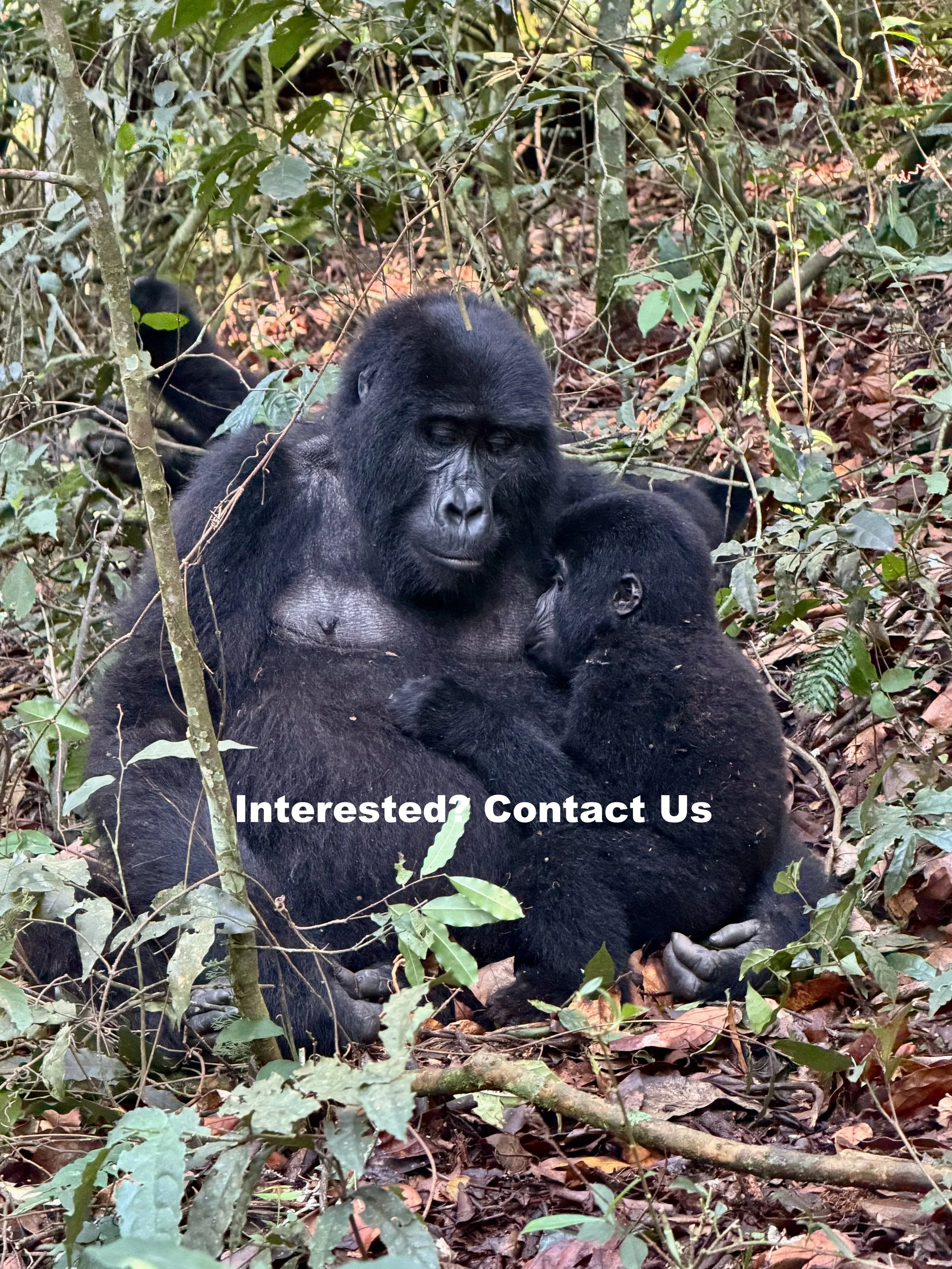 Uganda, Trekking Mountain Gorillas,Chimps and Others in the “Pearl of Africa!”  