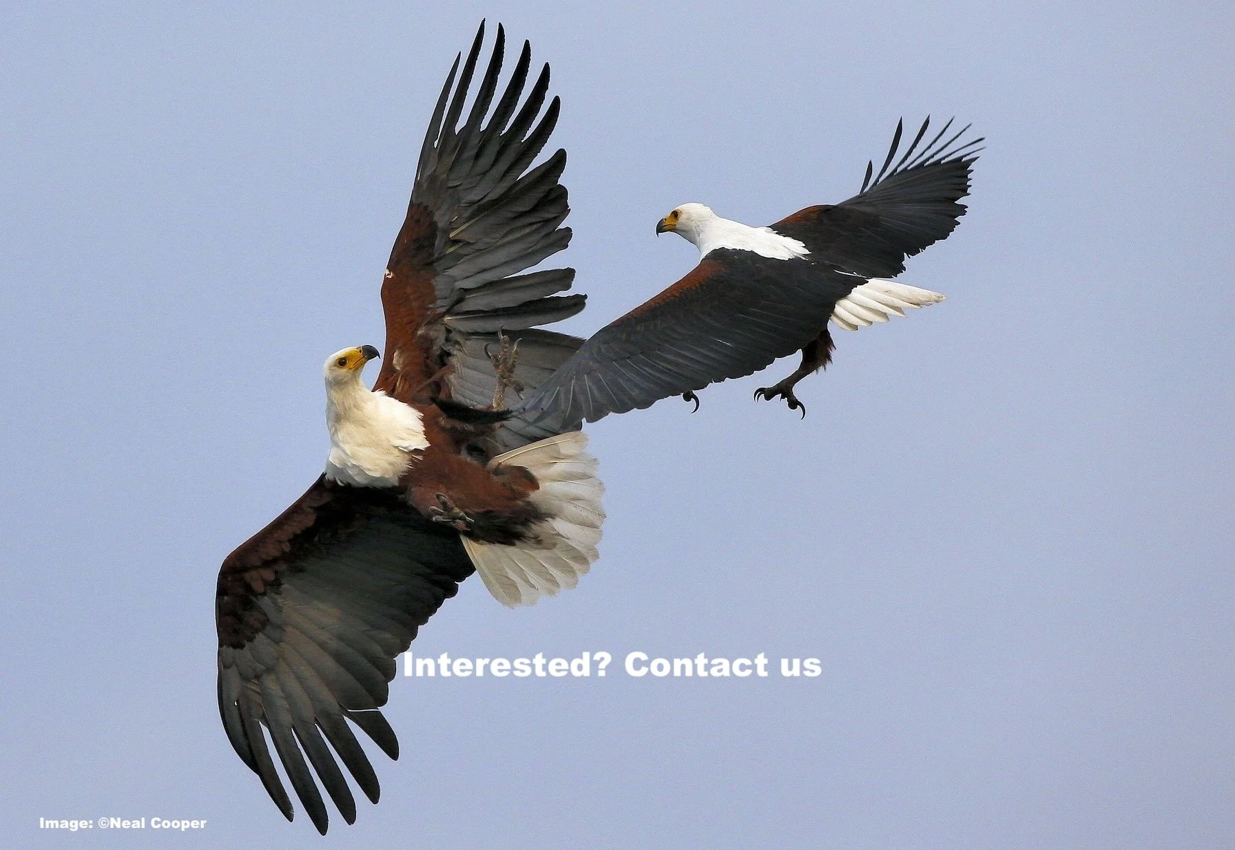 Safari! Africa’s Wildlife &amp; Boldest Birds 