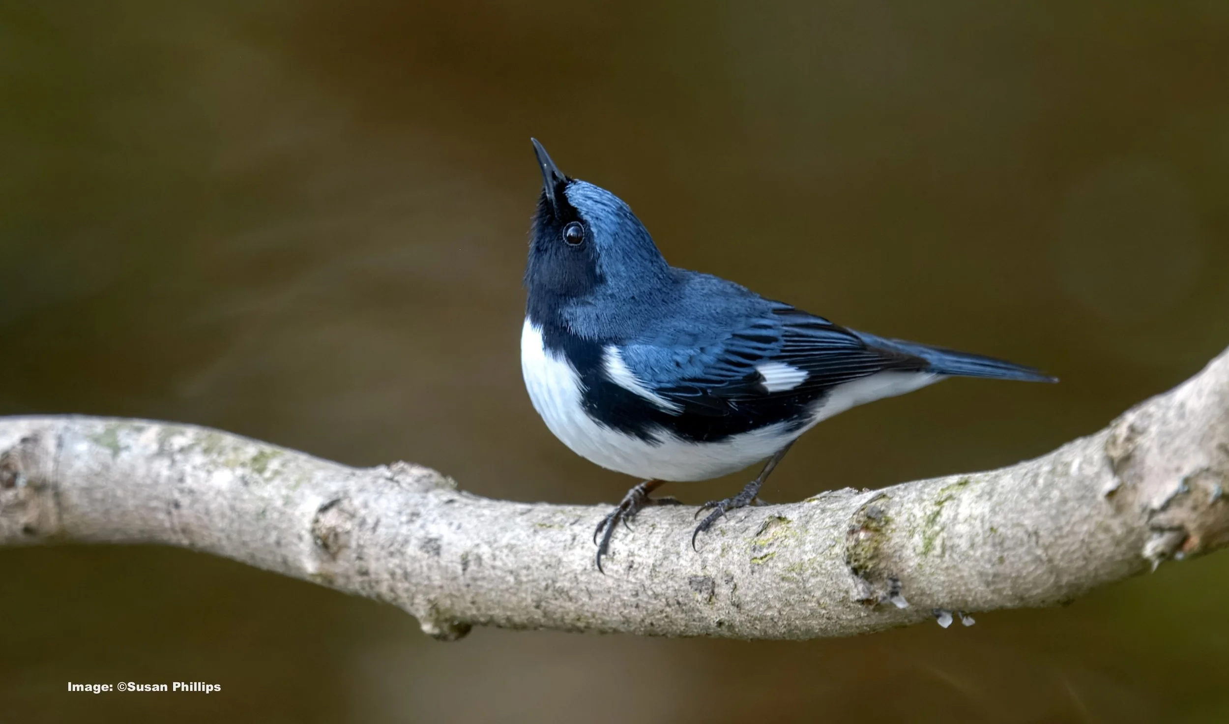 The Best Places in New York City to Find Warblers