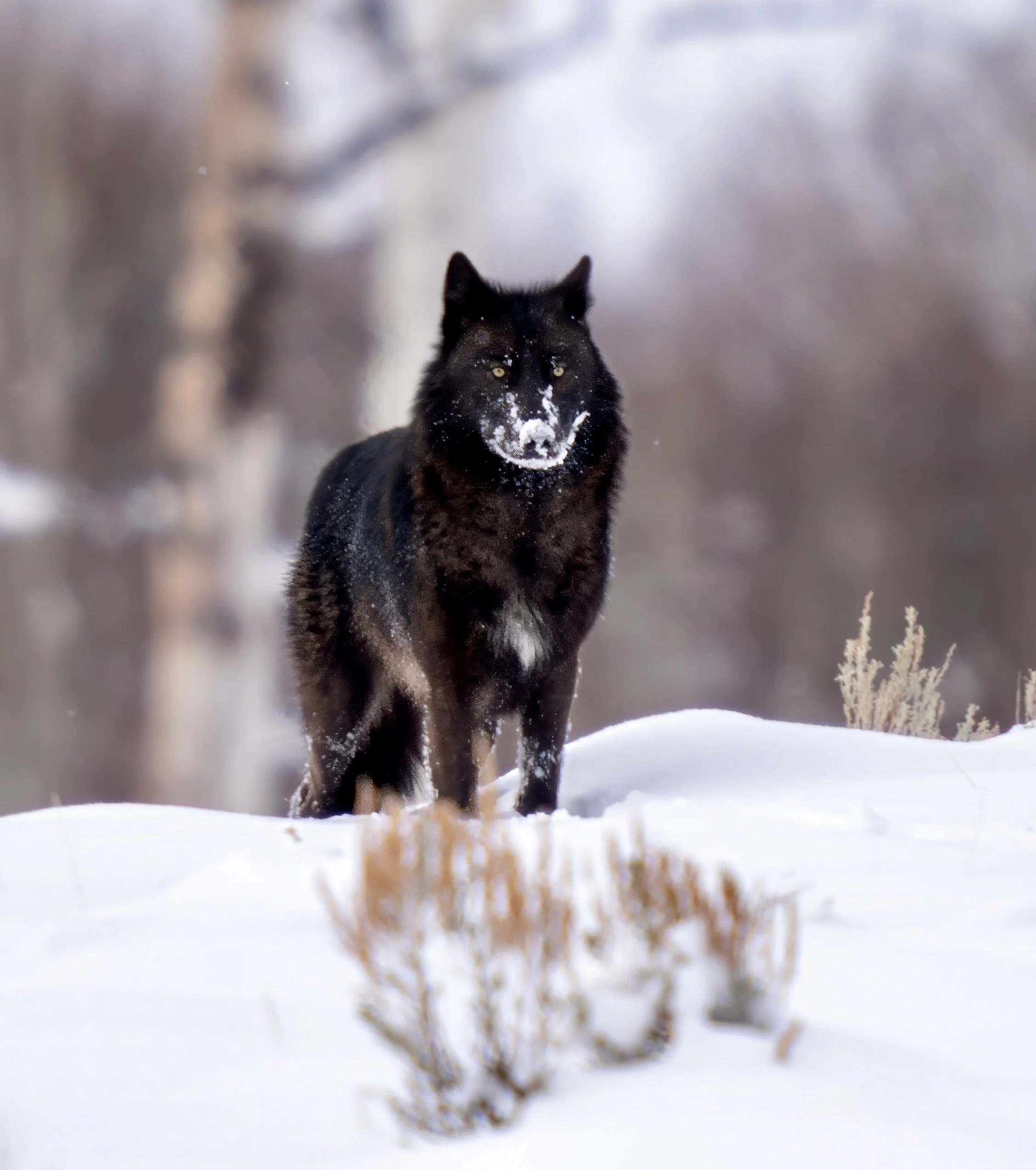 The Return of the Grey Wolf in the Lamar Valley - 30 years Later