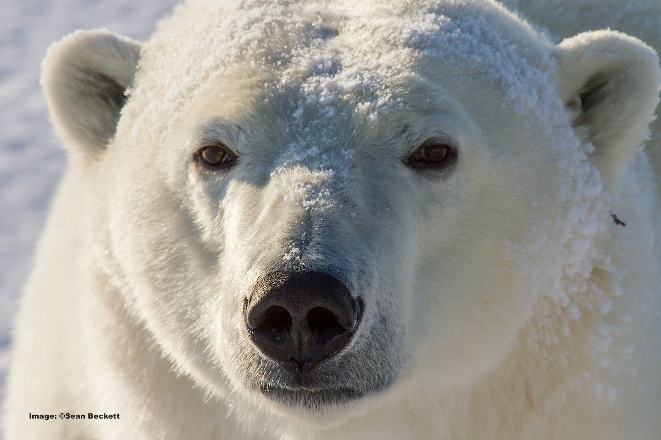 Close up of Polar bear with snow on its nose