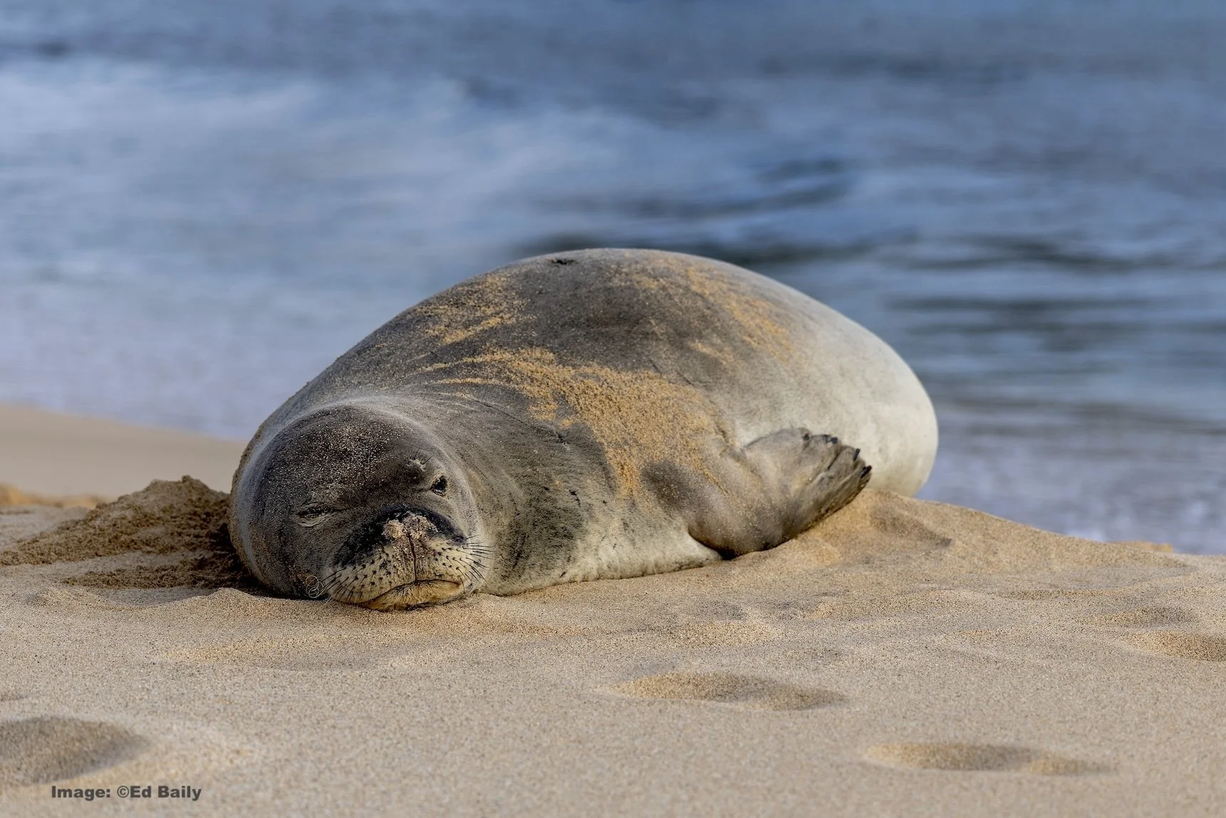 Hawaiian monk seal sleeping on the beach at Poipu, Kauai