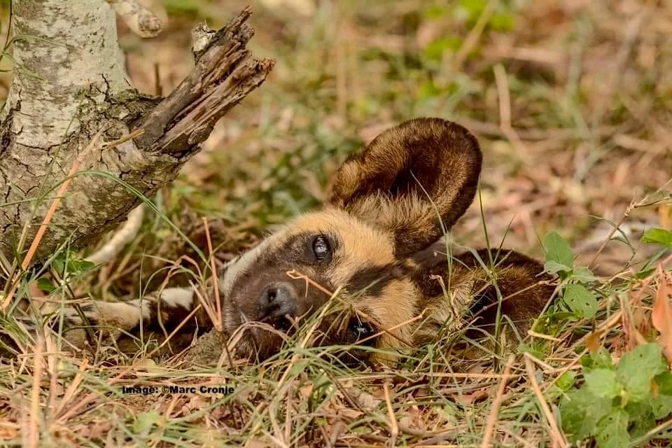 African Painted Dog resting in the grass in Kruger