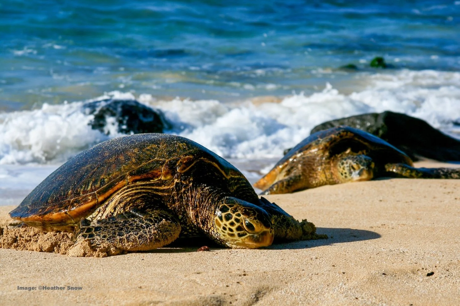 Green sea turtle comes up on a Hawaiian beach