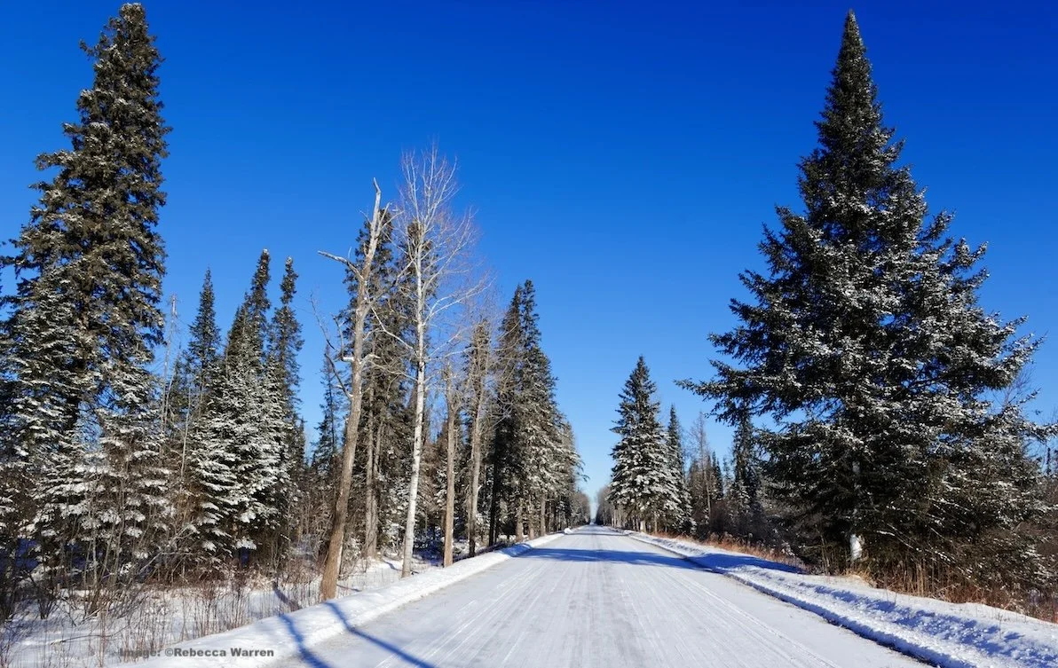Winter is the perfect time for owls in Minnesota's Sax Zim Bog