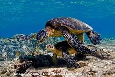 Two green sea turtles in Maui