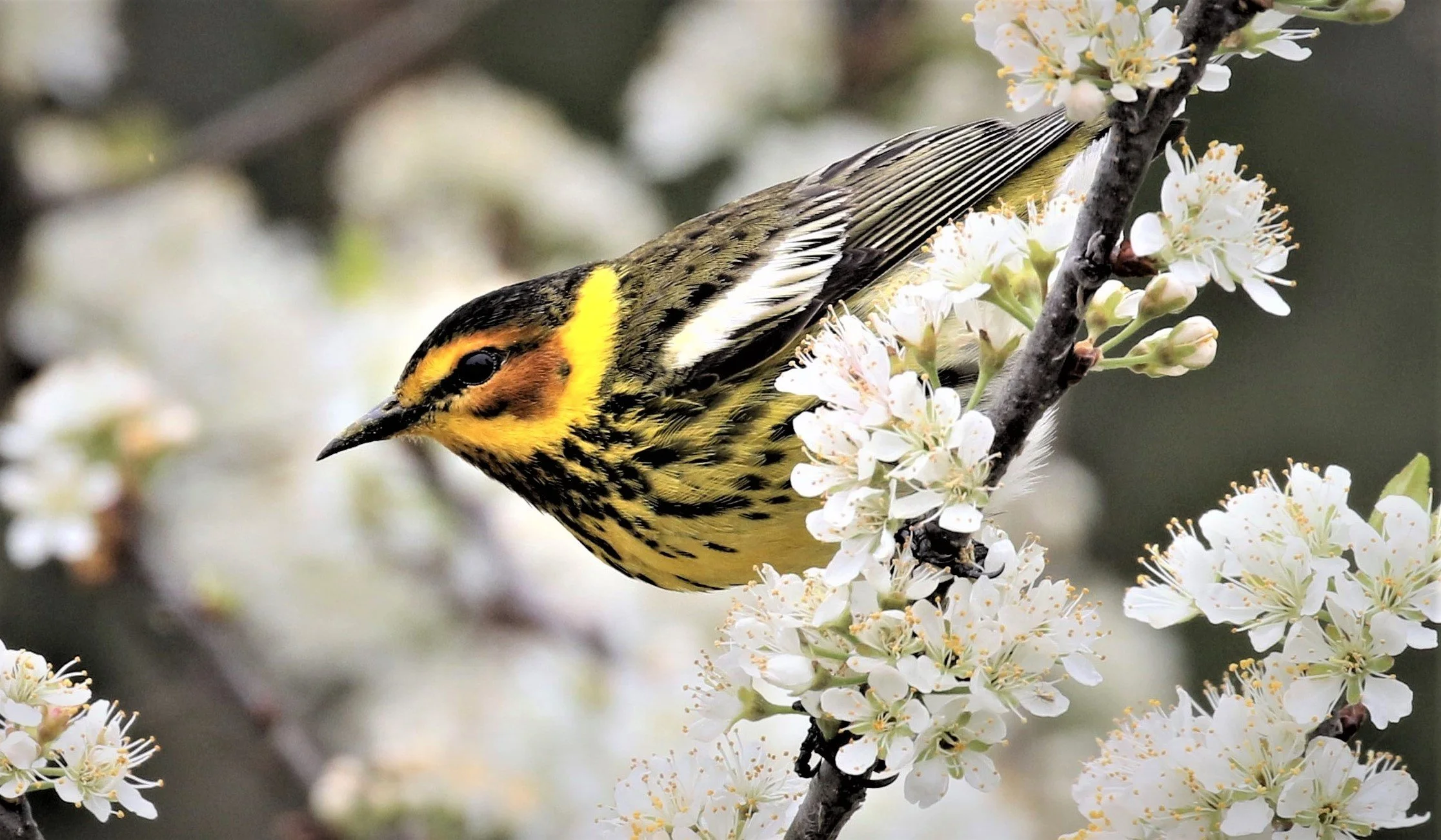 Cape May Warbler in Flowering tree in Central Park New York