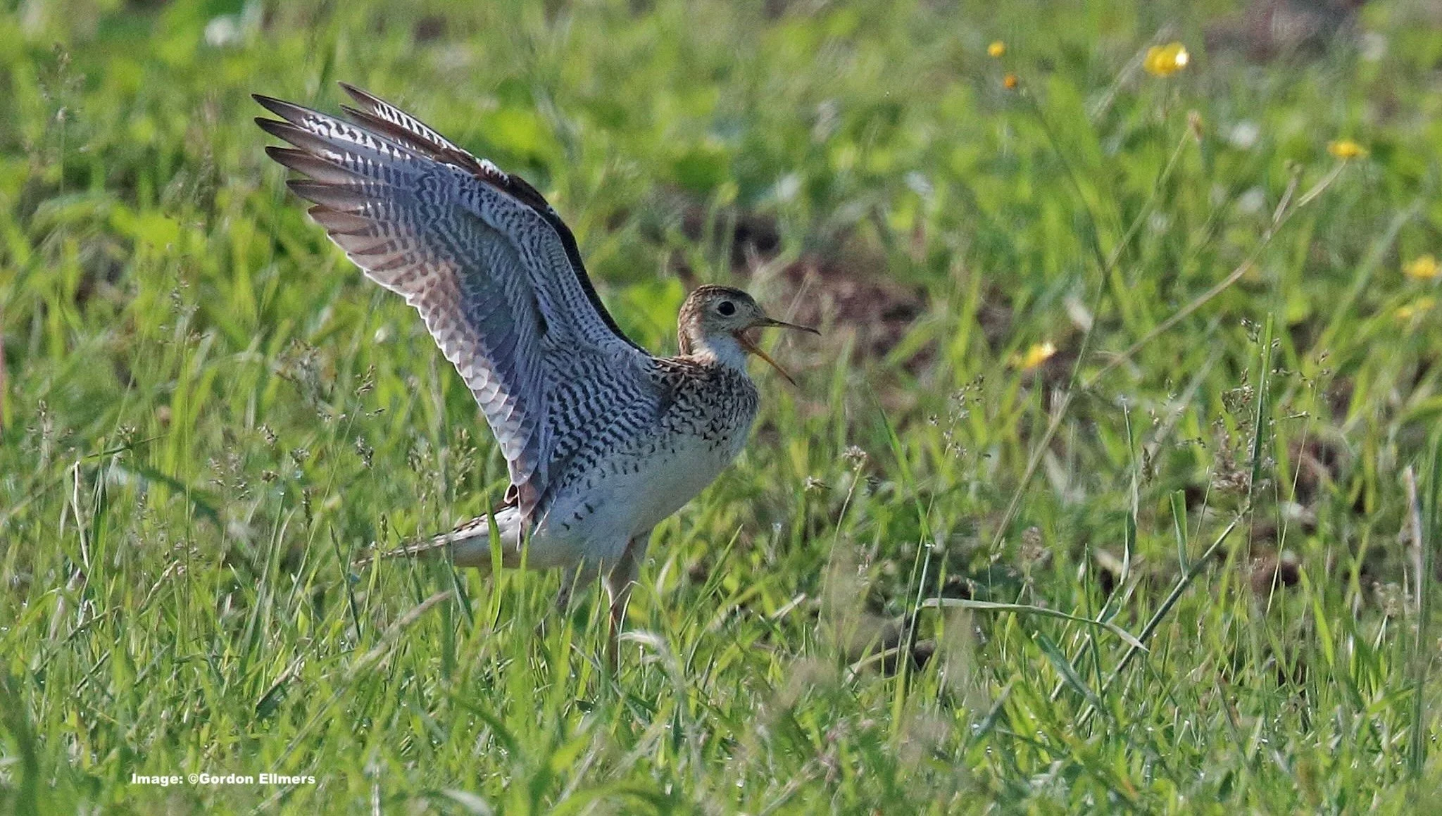Upland sandpiper displays in the Washington County grasslands