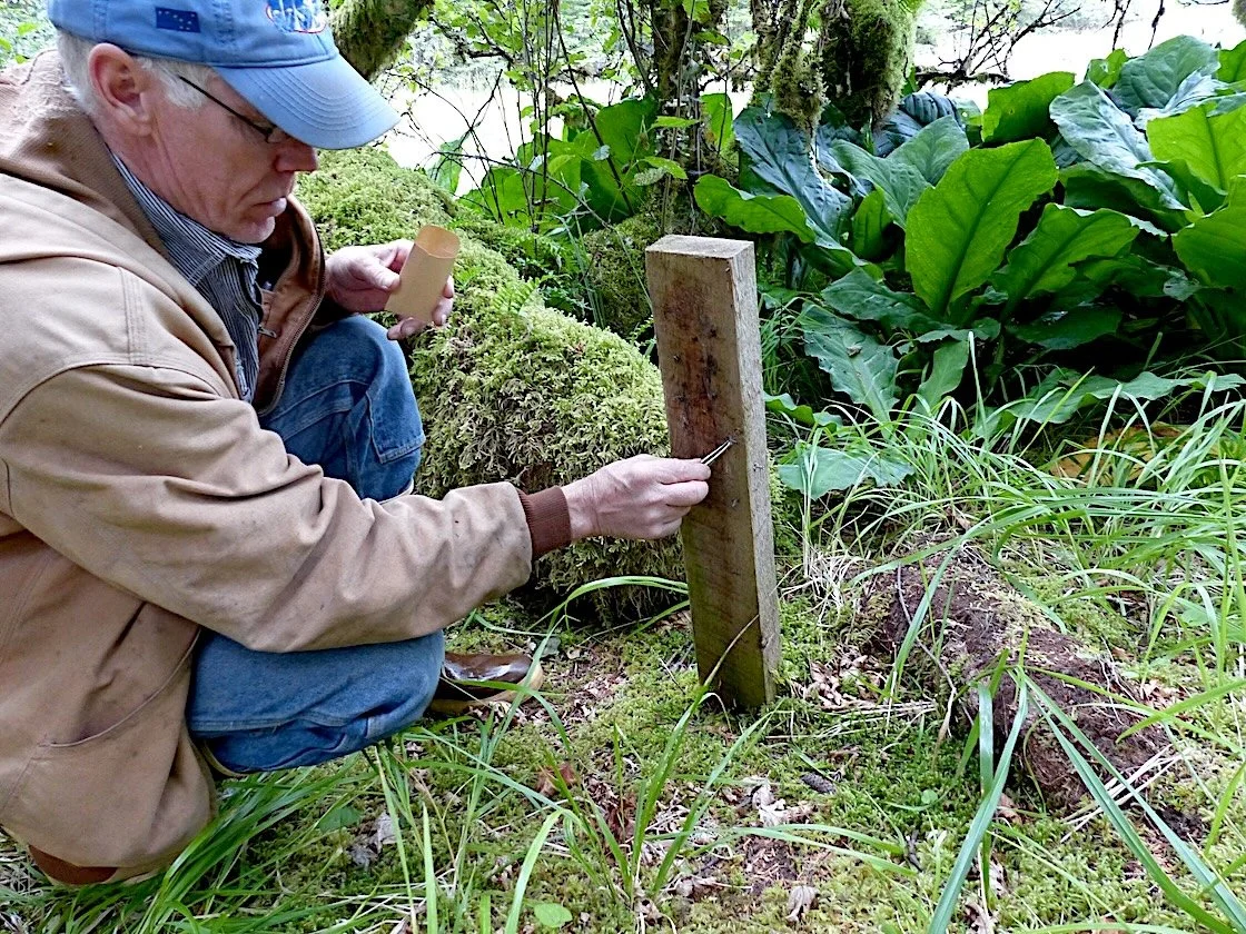 Collecting wolf hair for DNA analysis on Prince of Wales Island