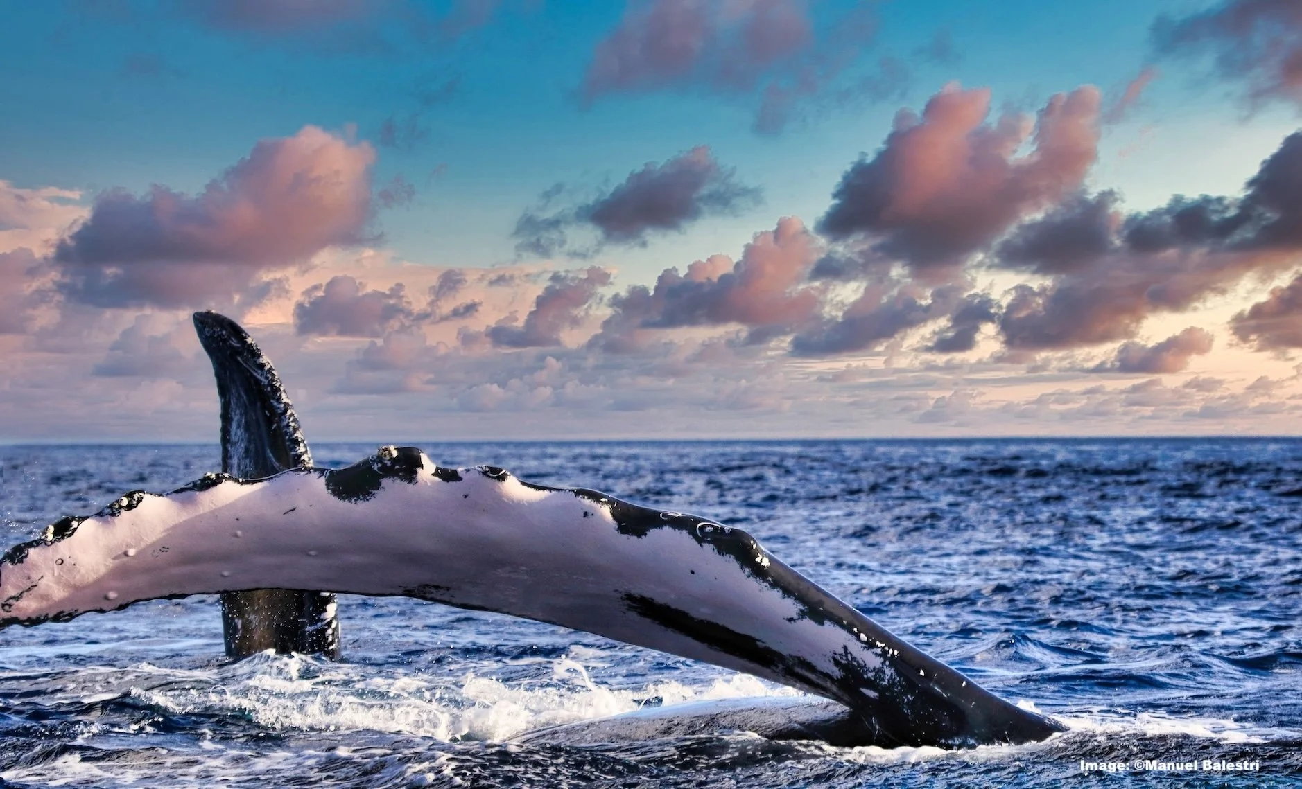 The pectoral fins of an adult and calf humpback whales under a beautiful Hawaiian sky
