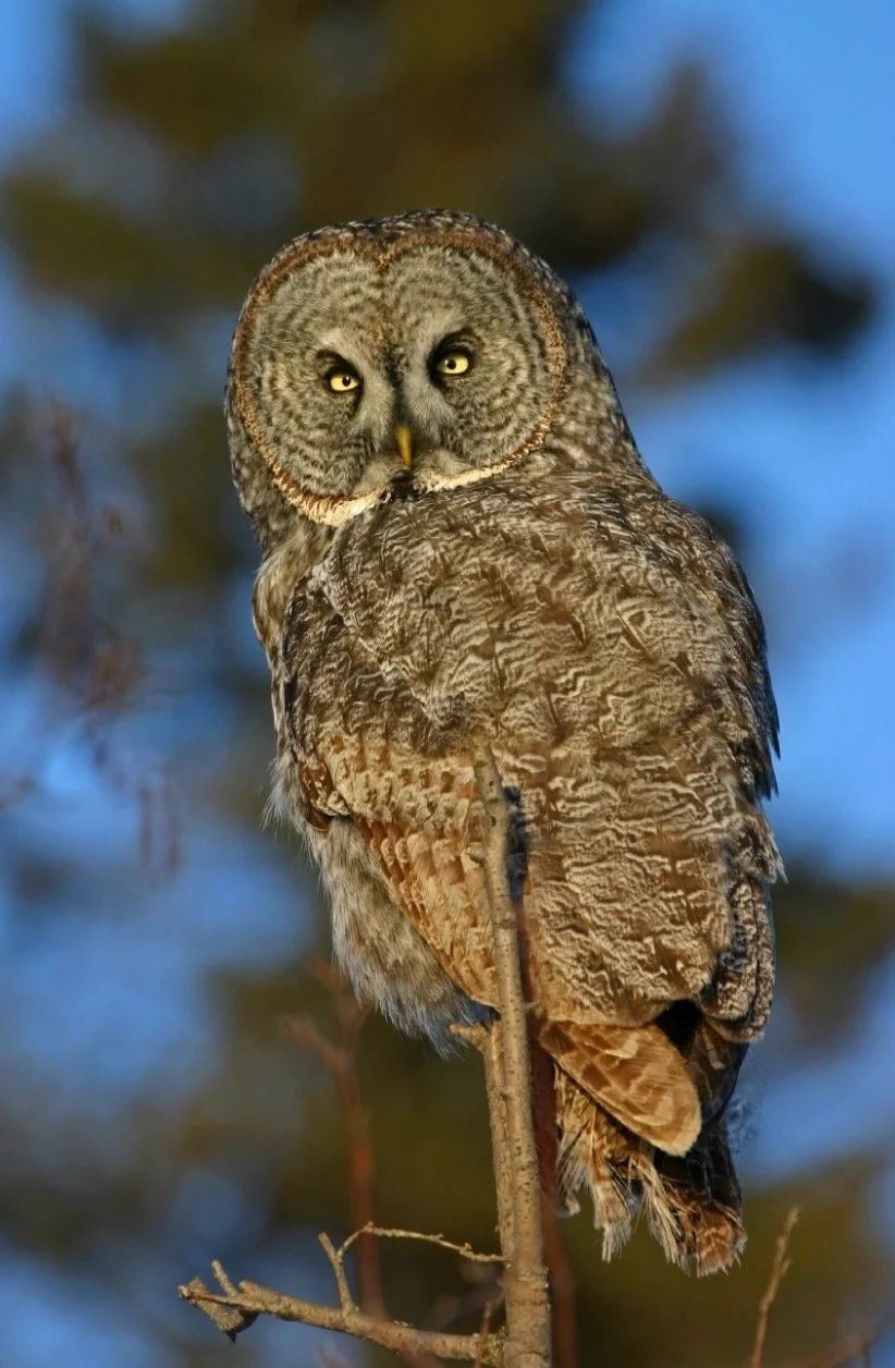 Owl.jpeg