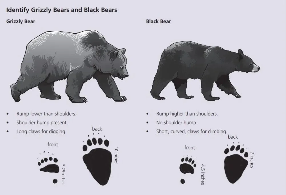 How to identify Brown and Black bears