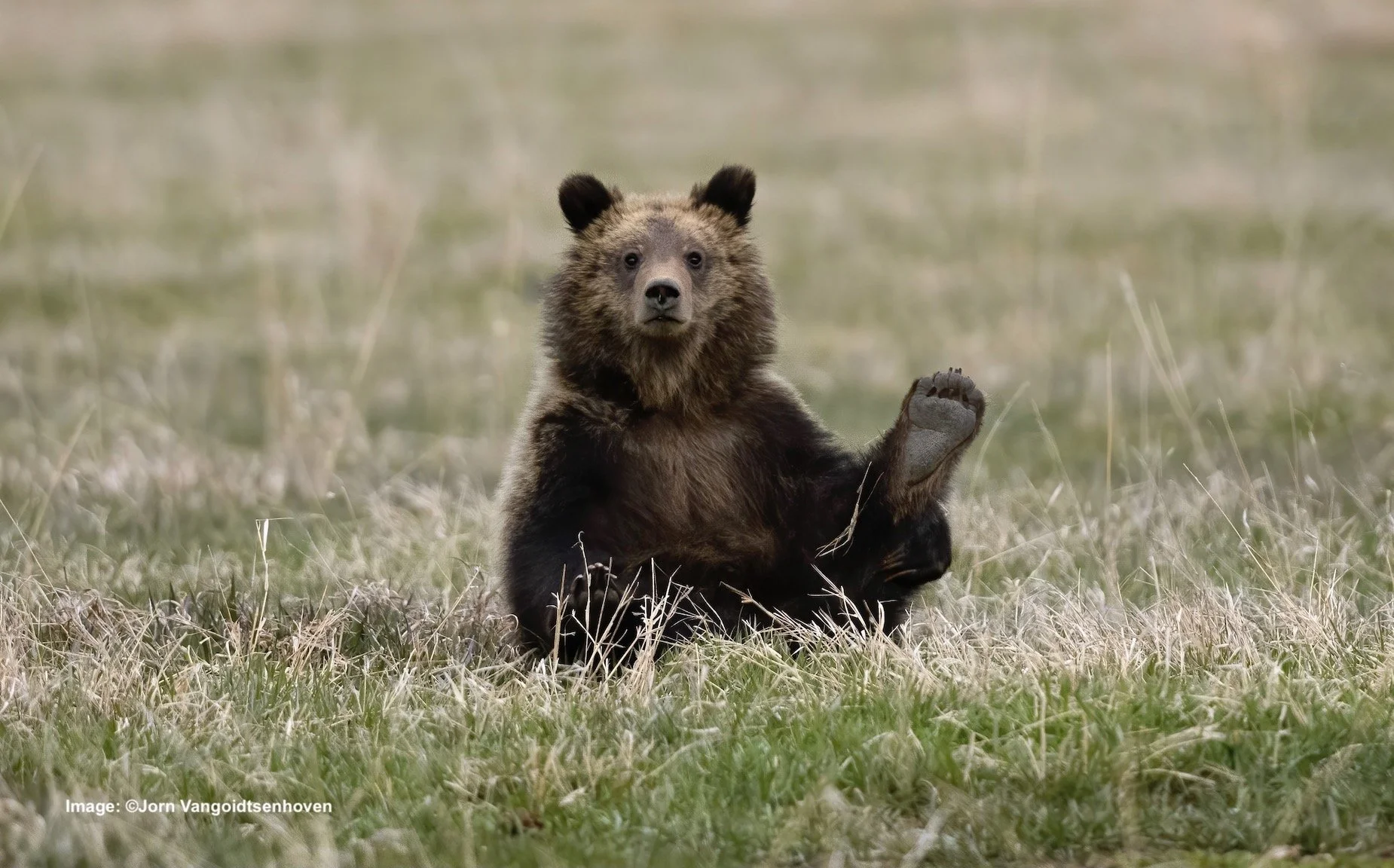 Catching Up With the Grand Teton's Famous Bears — Destination Wildlife™