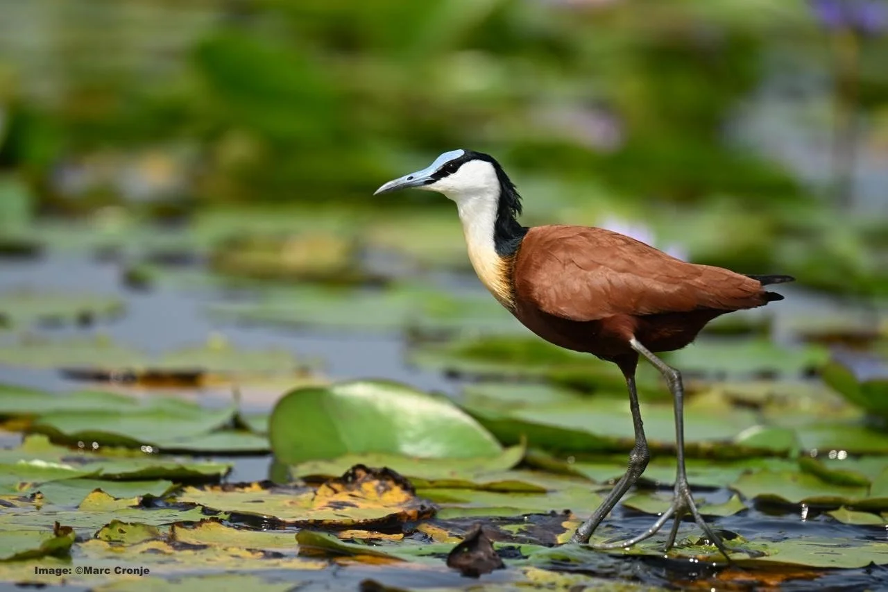 African JAcan walking on lily pads in Mabamba Swamp, Uganda
