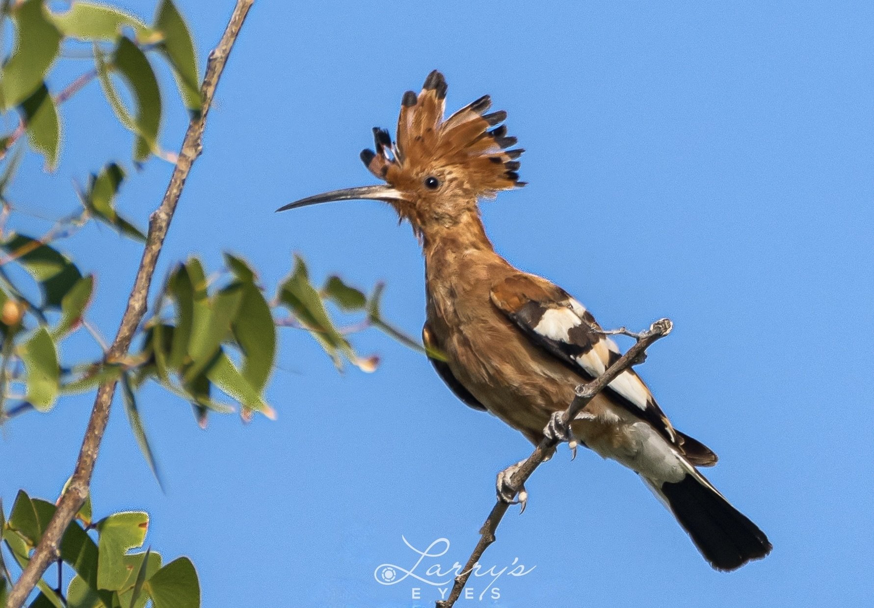 Can a Bird and Wildlife Watching Safari in Namibia Help Save Grasslands ...