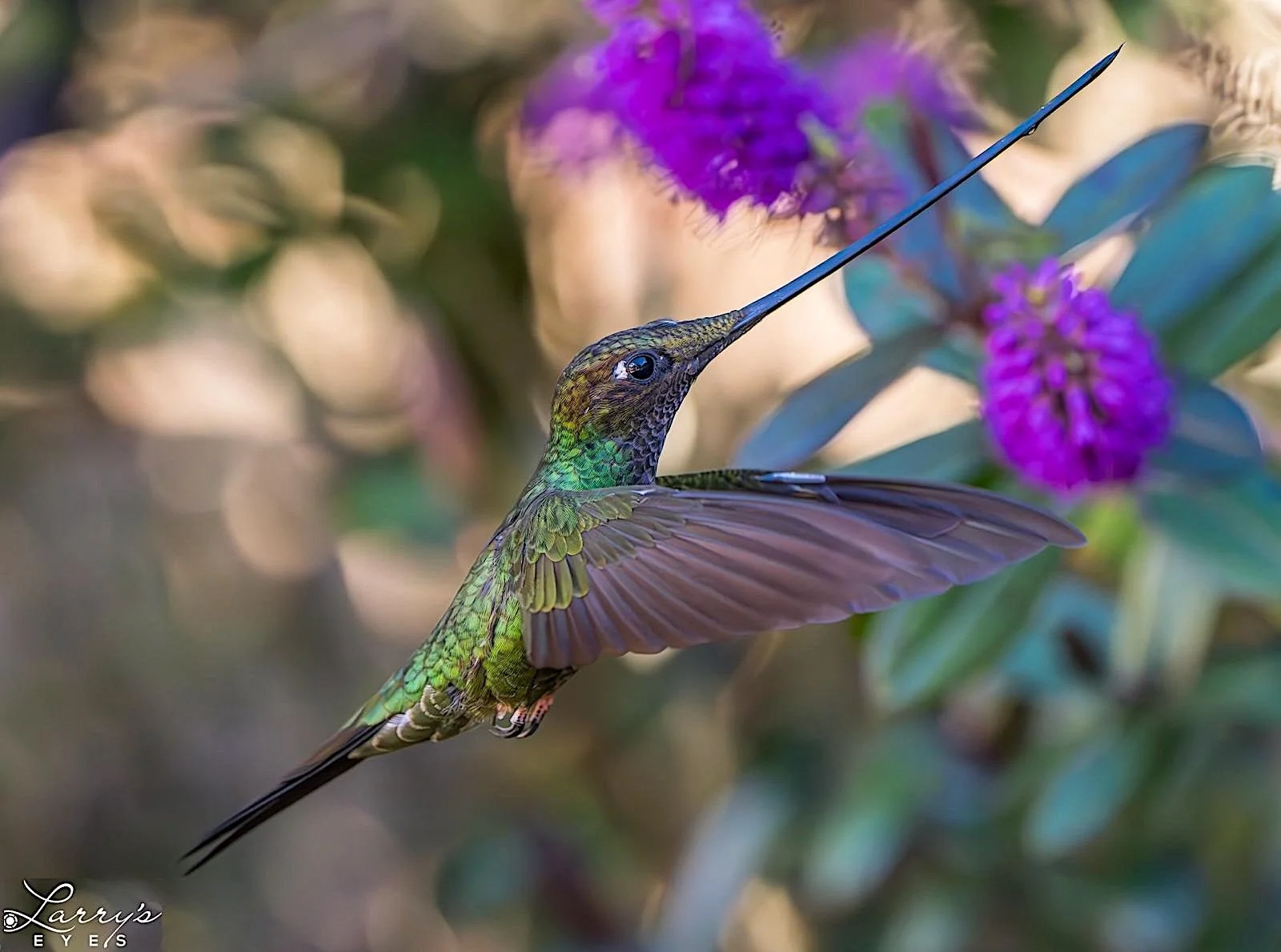 Trip Report: The Magic of Colombia’s Birds and Wildlife! — Destination ...