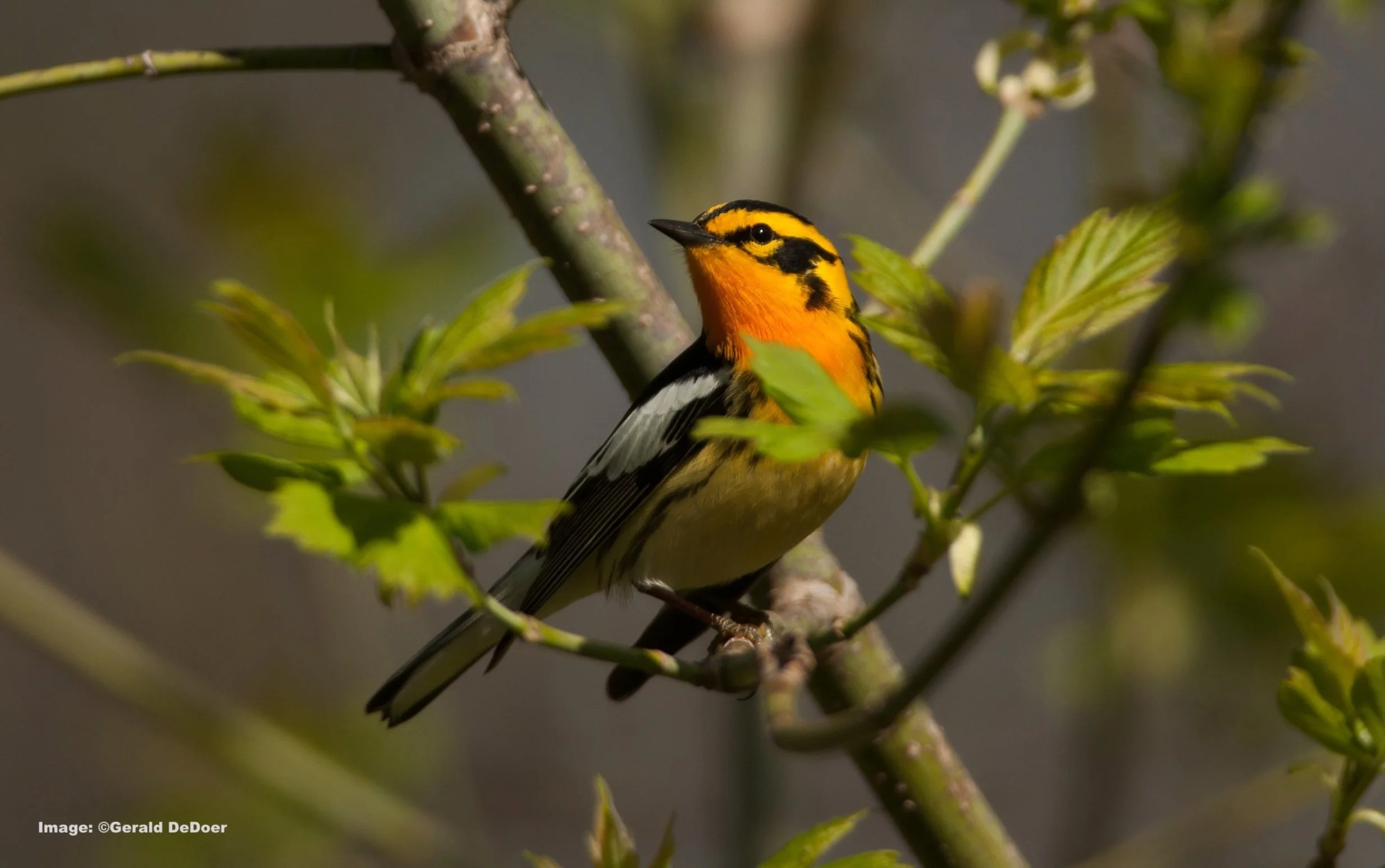 Blackburnian warblers can be seen in Central Park in spring