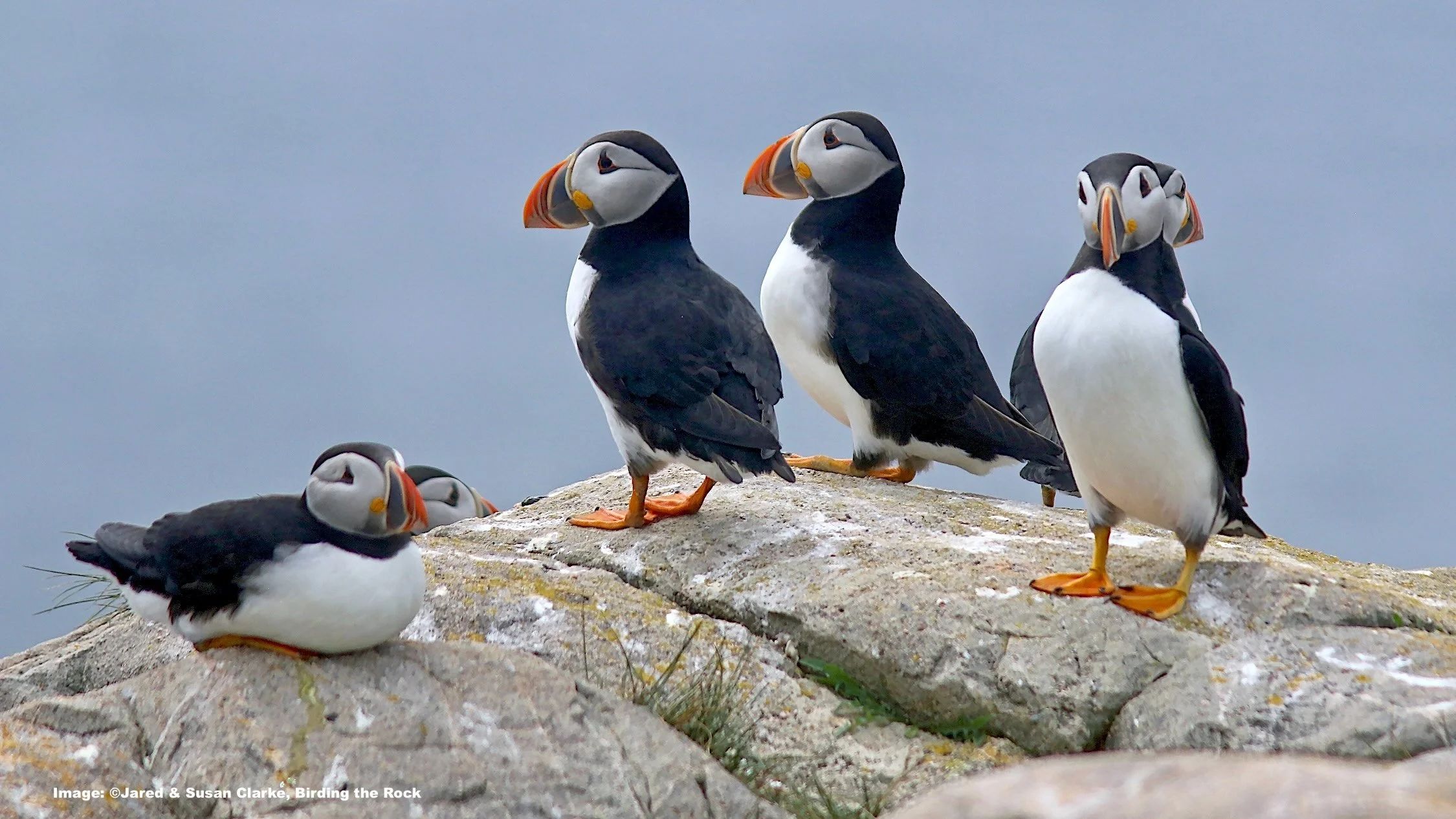 Atlantic Puffins at their breeding grounds in Newfoundland