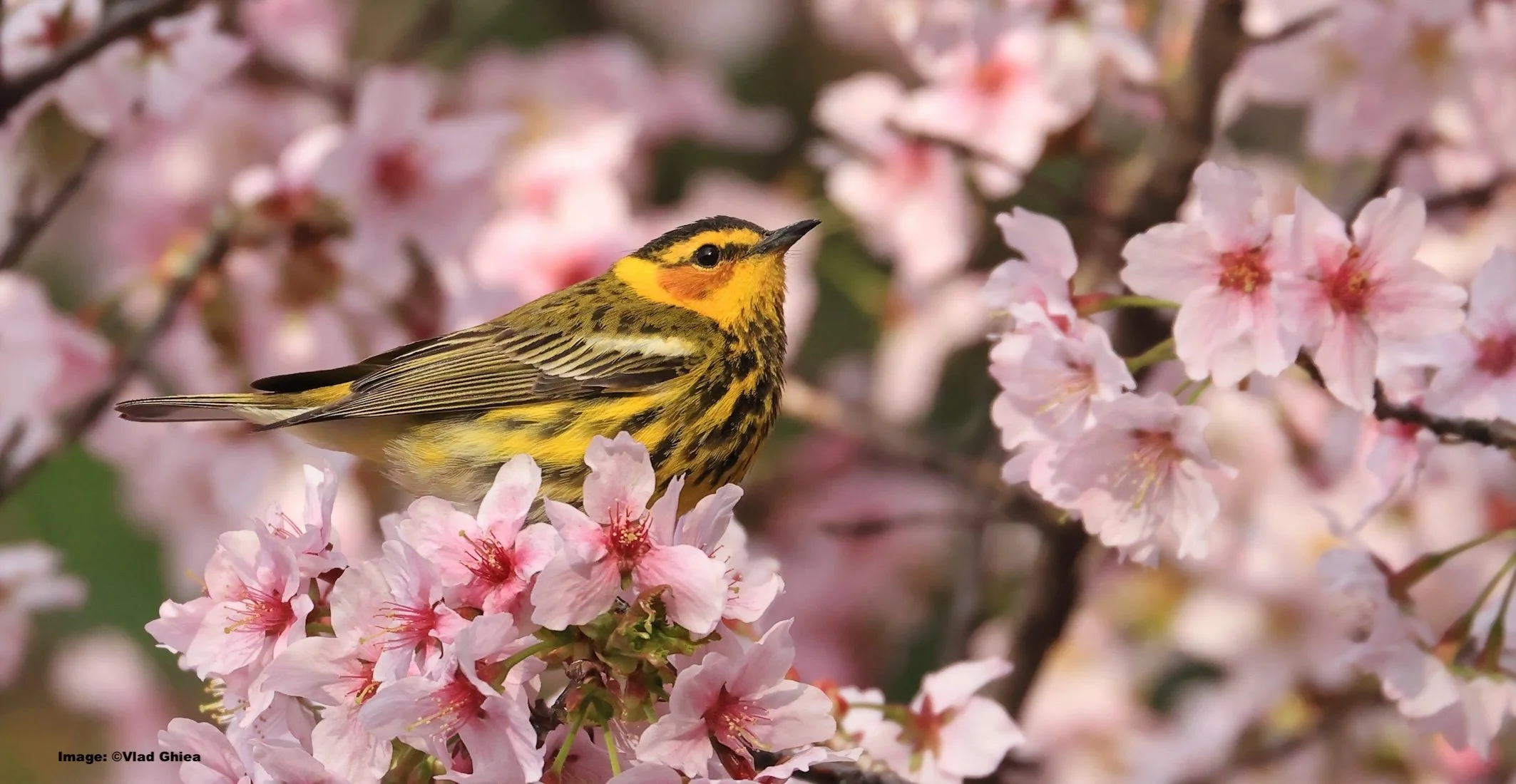 Cape May Warbler in a cherry tree