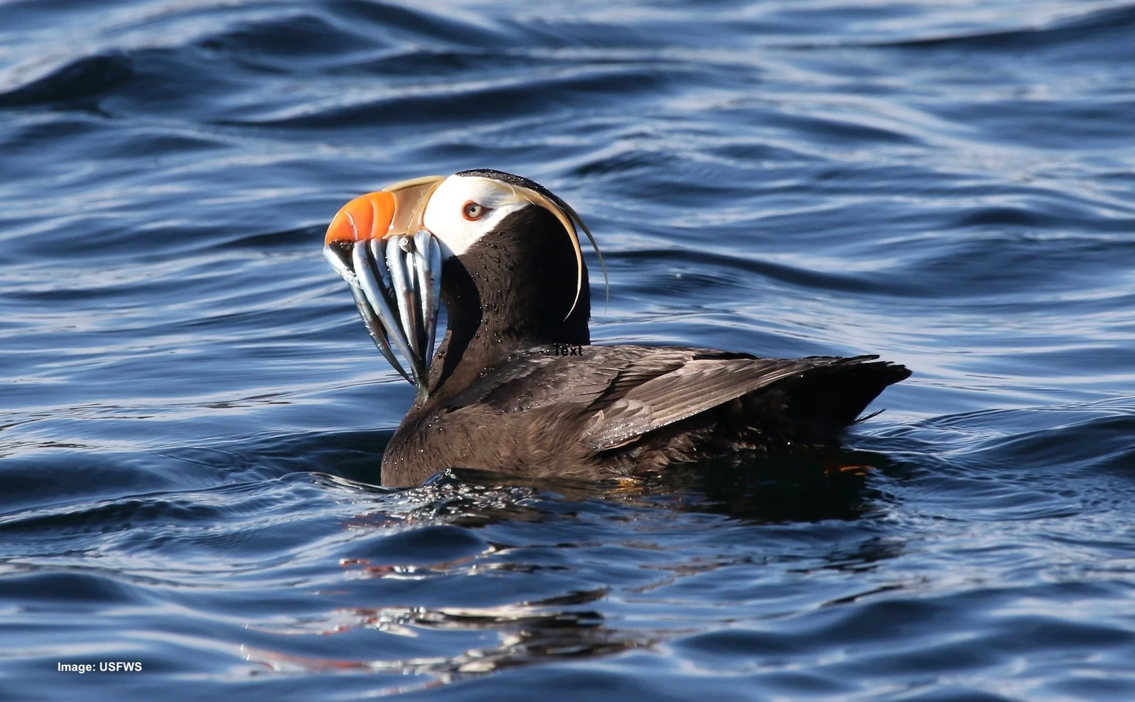 Tufted puffin with fish near Kodiak Wildlife Refuge, Alaska