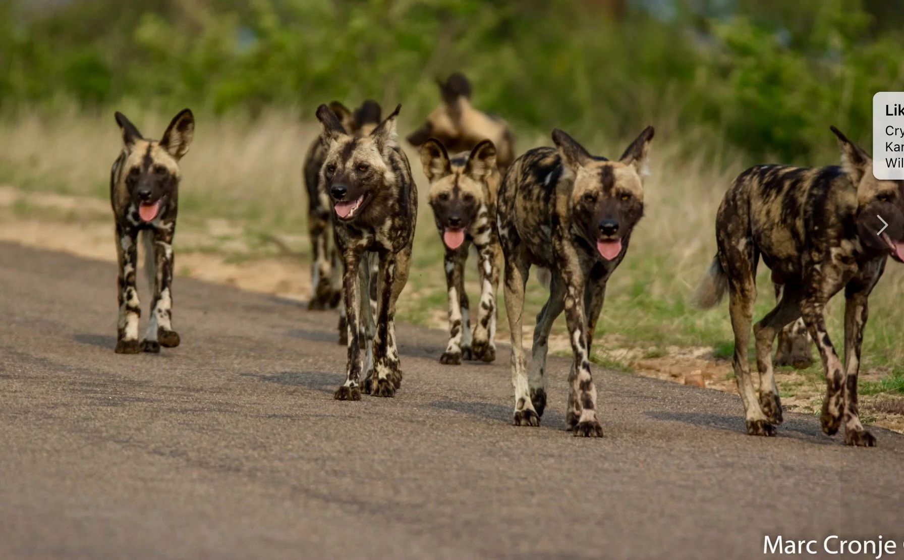 African-painted-dogs-marc-cronje.jpeg