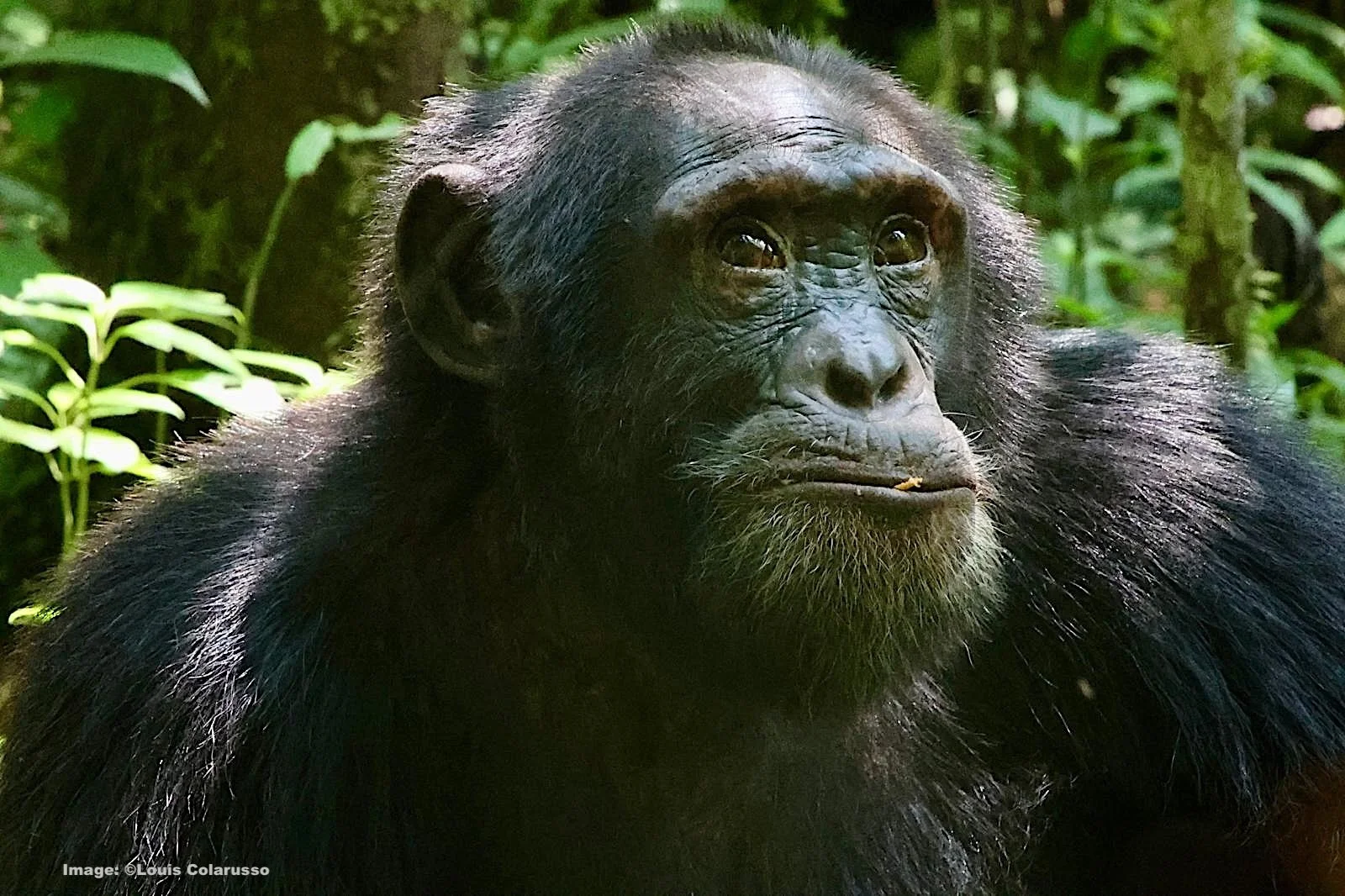 Portrait of an adult chimpanzee in Kibale National Forest Uganda