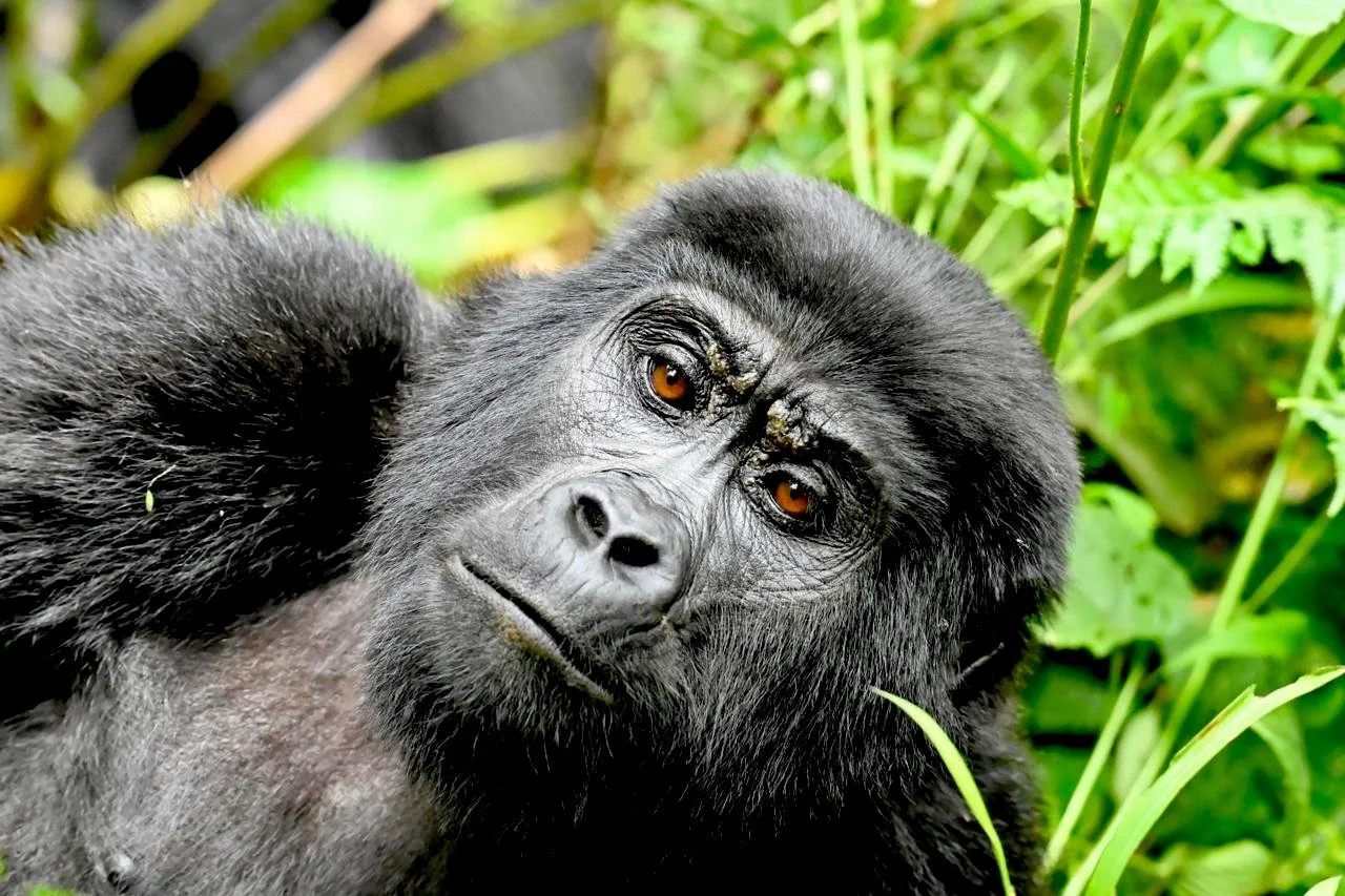 Mountain gorilla relaxing in Bwindi Impenetrable National park, Uganda