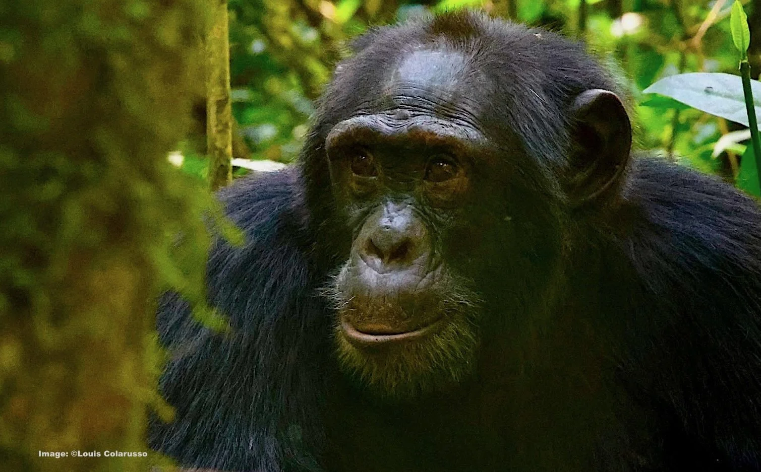 Portrait of a dominant male Chimpanzee in Kibale