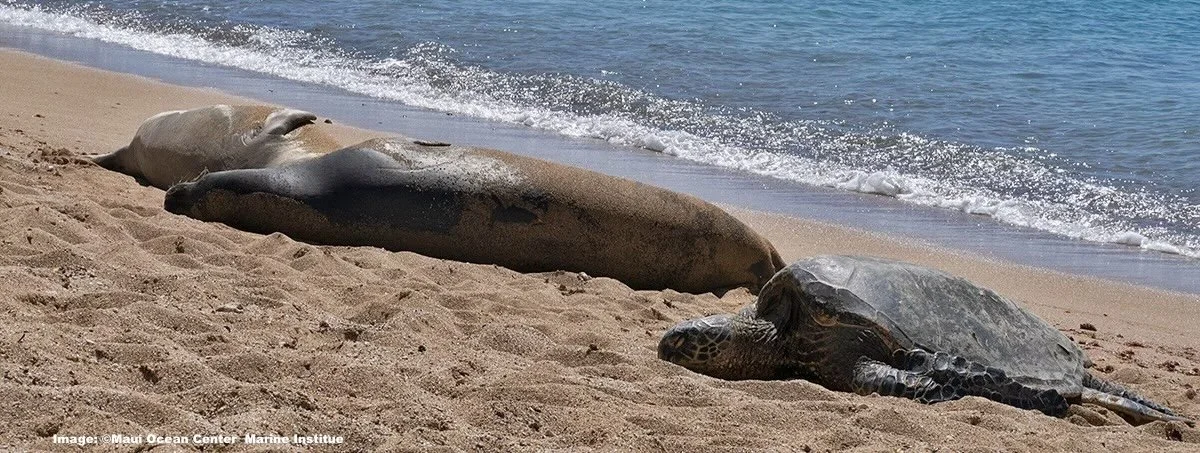 From the MOMIC green sea turtles and monk seals on a Maui beach